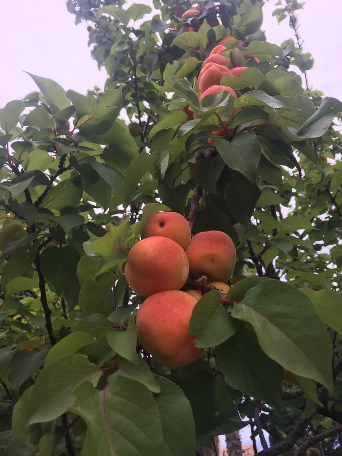 Agriturismo Ruralia 산타도메니카 외부 사진